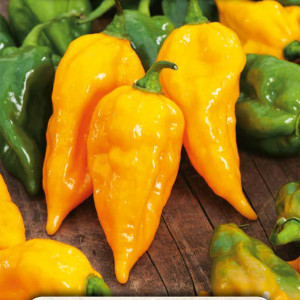 Pálivá paprika HABANERO YELLOW