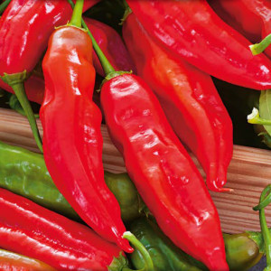 Polopálivá paprika ANAHEIM CHILI