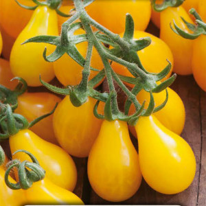 Paradajka koktejlová PERUN