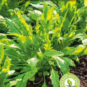 Rukola Divoká trváca