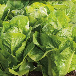 Rímsky šalát PARRIS ISLAND COS