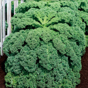 Kel Nízky DWARF GREEN CURLED