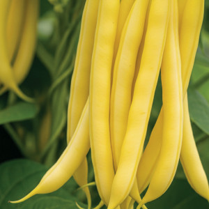 Zakrslá fazuľa šparágová MAXIDOR