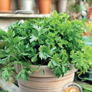 Petržlen listový FESTIVAL 68