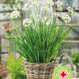 Pažítka Cesnaková