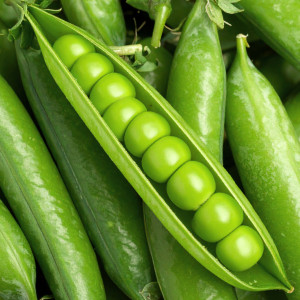 Cukrový hrach IŁÓWIECKI