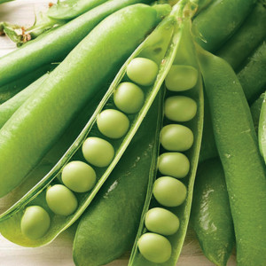 Hrach lúskavý CUD KELVEDONU