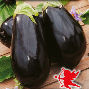 Baklažán BLACK BEAUTY