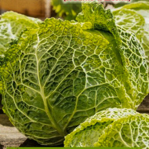 Talianska kapusta VERTUS 2