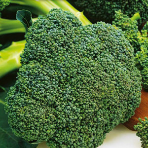 Brokolica CALABRESE NATALINO