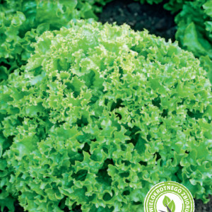 Šalát listový LOLLO BIONDA