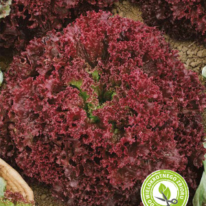 Šalát listový LOLLO ROSSA