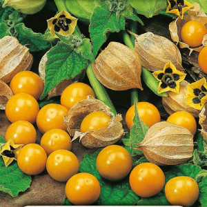 Inská čerešňa (Machovka) Rodzynek Brazylijski