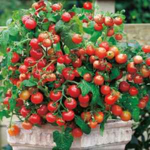 Paradajka koktejlová GARTENPERLE