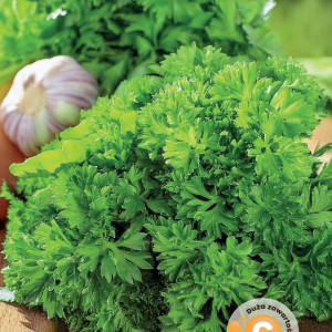 Petržlen listový MOSS CURLED 2