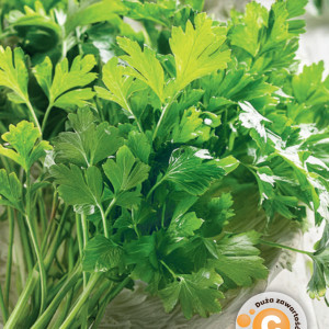 Petržlen listový GIGANTE D’ITALIA