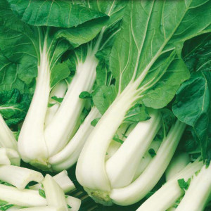Čínska kapusta PAK-CHOI