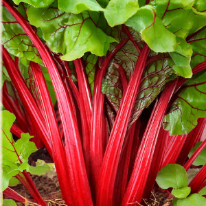 Mangold RHUBARB CHARD