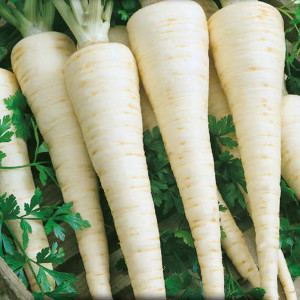 Petržlen koreňový CUKROWA