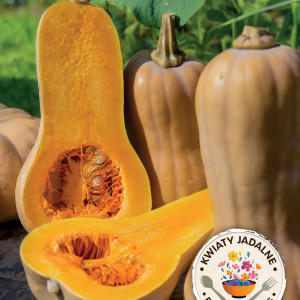 Tekvica muškátová BUTTERNUT