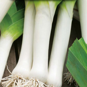 Pór BLAUWGROENE WINTER