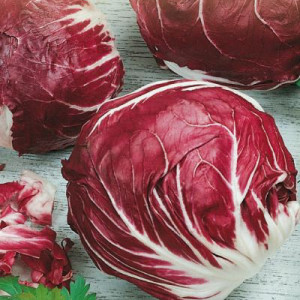 Čakanka šalátová PALLA ROSSA 3