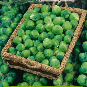 Ružičková kapusta GRONINGER