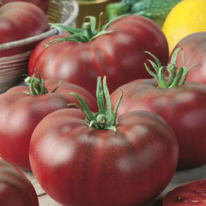 Paradajka poľná NOIRE DE CRIMEE