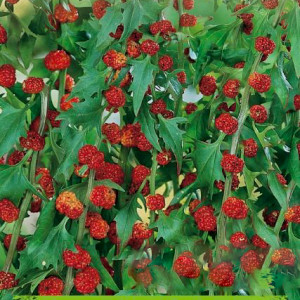 Mrlík jahodový STRAWBERRY STICKS