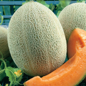 Melón HALE’S BEST JUMBO