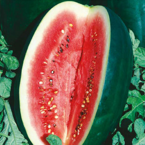 Vodný melón CHARLESTON GRAY