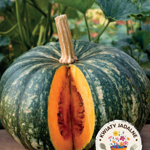 Tekvica bezšupková OLGA