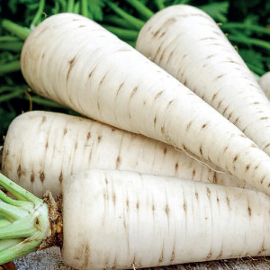 Petržlen koreňový OŁOMUŃCKA