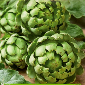 Artičoka VERT DE PROVENCE