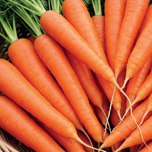 Jedlá mrkva KAROTINA