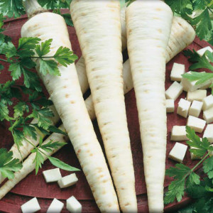 Petržlen koreňový VISTULA