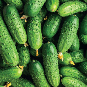 Uhorka poľná ANULKA F1