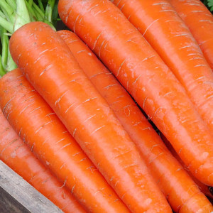 Jedlá mrkva SUKCES (Dolanka)