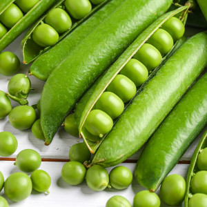 Hrach lúskavý TÉLÉPHONE NAIN