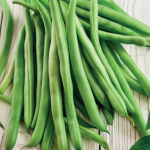 Zakrslá fazuľa šparágová FERRARI