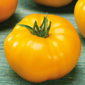 Paradajka poľná YELLOWSTONE