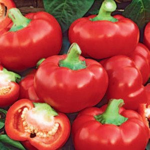 Paprika sladká DUMAS