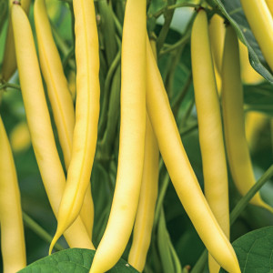 Zakrslá fazuľa šparágová GOLDEN TEEPEE