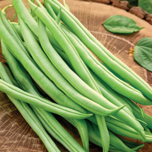Zakrslá fazuľa šparágová SAXA