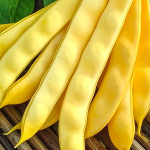 Tyčková fazuľa šparágová GOLDMARIE (Typ Mamut)