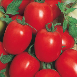 Paradajka poľná ŠEJK