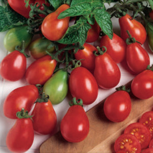 Kríčková paradajka DENAR