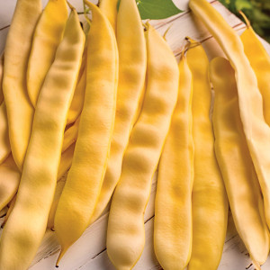 Zakrslá fazuľa šparágová SUPERNANO GIALLO