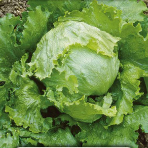 Ľadový šalát GREAT LAKES 118