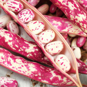 Zakrslá fazuľa šparágová BORLOTTO LINGUA DI FUOCO NANO